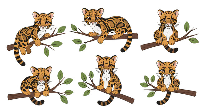 Clouded Leopard Cub Poses on Tree Branches.