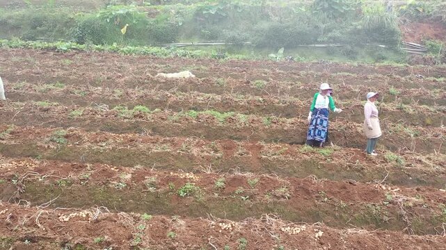 Aerial view of local farmers working on beautiful green terraced potato fields in Java, Indonesia.