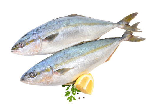  Fish yellowtai on white background (Japanese amberjack)