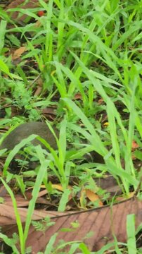 Close: Tiny Treeshrew Finding Food in the Wild