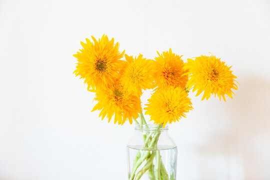 ガラスの花びんに生けられた八重咲のゴッホのひまわり、黄色、オレンジ色のヒマワリ、夏の花