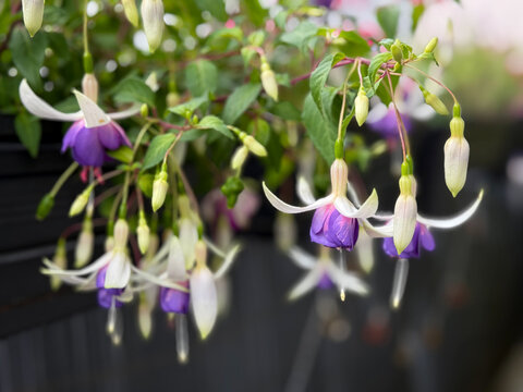 Beautiful blooming purple blue and white Fuchsia Lady's Eardrops decorative flowers close up