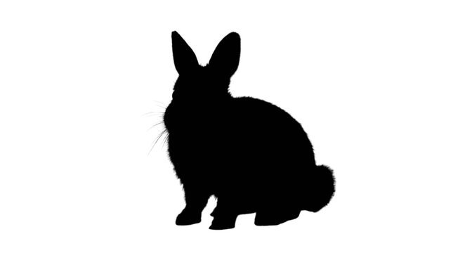Silhouette of sitting rabbit isolated on transparent background, Vector