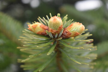 Fototapeta premium Budding of a Pine Cone