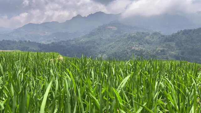 The Hoang Lien Son mountain range is covered in fog. Fansipan mountain range, the highest peak in Vietnam.