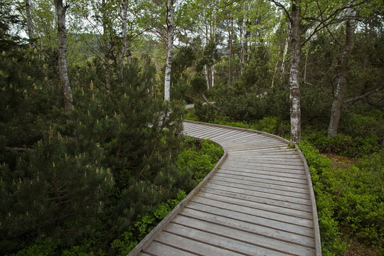 Hiking track to Chalupska slat at Svinna Lada in Bohemian Forest,South Bohemian Region,Czech republic,Europe
