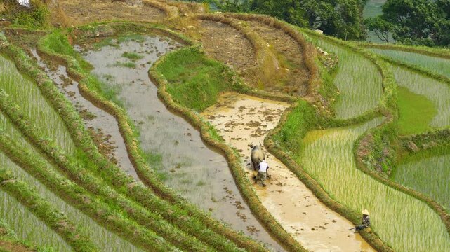 Farmers with Water Buffalo in Terraced Rice Fields