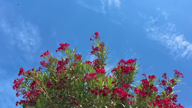 Oleander red flowers and blue sky.