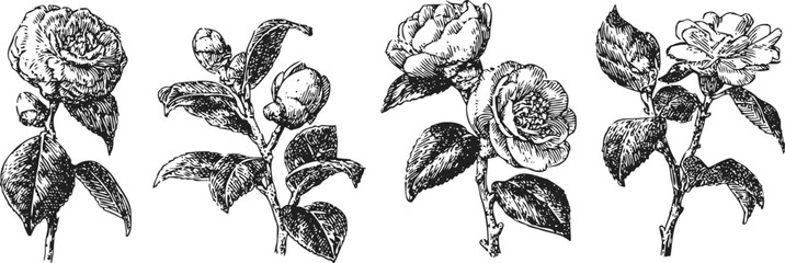 Obraz premium vintage botanical camellia flower illustrations with leaves and buds set