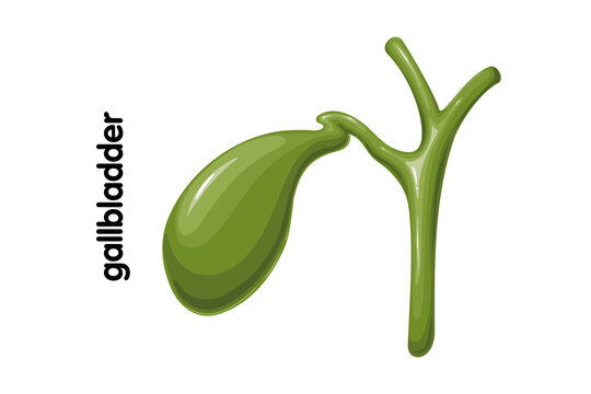 Anatomical illustration of human gallbladder organ with gallbladder digestive biological internal structure physiology