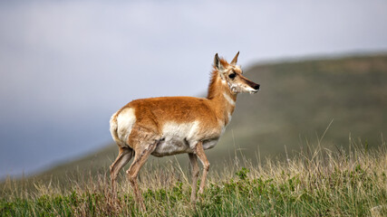 Pronghorn antelope standing alert in a grassy field at Custer State Park © John Wijsman