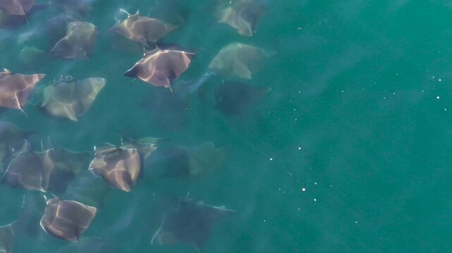 Watch mobula rays leap and dance in the Sea of Cortez, Baja California Sur as they swim together in a large group.