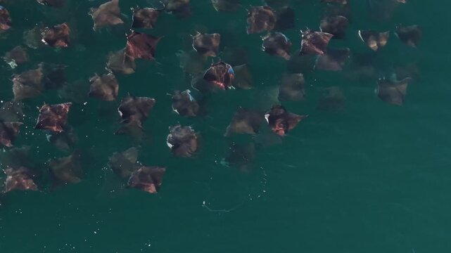 Watch mobula rays leap and dance in the Sea of Cortez, showcasing their beauty in Baja California Sur Mexico.