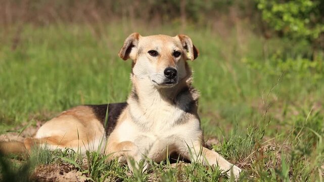 A stray dog ​​is resting on green grass on a sunny day. A dog with a clip in its ear lies on a lawn. The animal has undergone a city sterilization and rabies vaccination program. A mixed-breed dog