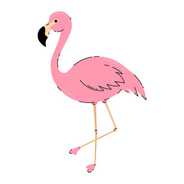 Pink flamingo vector illustration. Tropical bird isolated on white background. Exotic hand drawn bird. Doodle flat flamingo