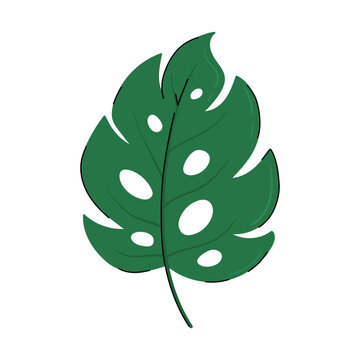 Doodle green monstera leaf vector illustration. Tropical plant icon isolated on white background.