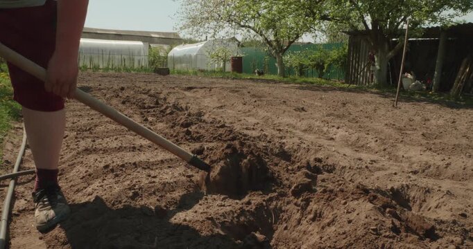 Diligent gardener digging furrows in a cultivated garden bed, preparing the fertile soil for spring planting with a shovel, ensuring a successful and abundant harvest in the countryside.