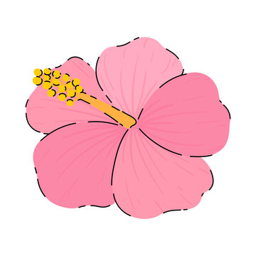 Doodle pink hibiscus flower vector illustration. Tropical blossom isolated on white background. Hand drawn paradise flower for fashion, print, patterns, posters