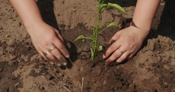 Female farmer's hands carefully planting a young pepper seedling into the prepared soil, nurturing the small plant to grow in the organic vegetable garden on a sunny spring day