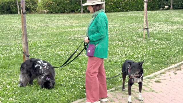 Woman walks two dogs on leash in grassy park. One dog sniffs ground while other stands beside owner. Scene shows calm outdoor activity. Grass and trees surround paved path
