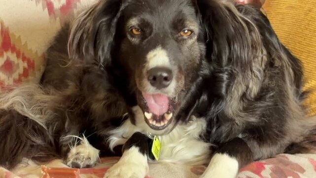 Horizontal 4K close-up of a fluffy black and white mixed-breed dog resting on a sofa and chewing on a treat inside a house in Spain. Commercial use.