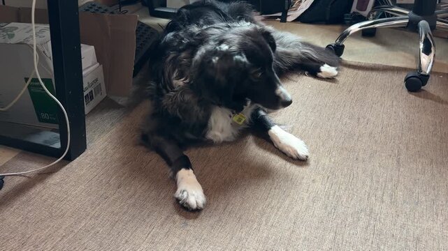 Domestic dog resting on a carpeted floor in a home office. Relaxed pet lying near office furniture and workspace equipment in a comfortable indoor environment.