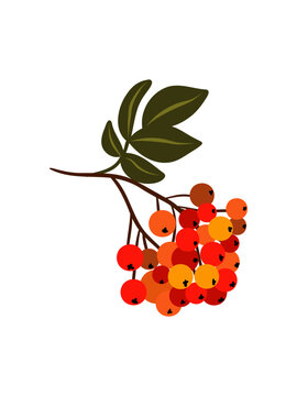 Rowan Berry Branch Hand Drawn Illustration Isolated on White