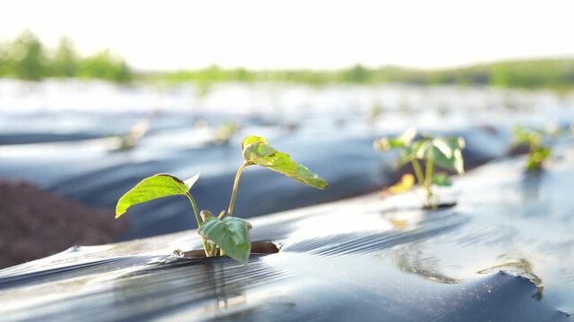 Young seedlings growing through black plastic mulch in an agricultural field under morning sunlight