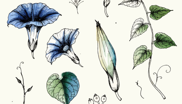 Hand-drawn botanical collection of morning glory flowers and leaves