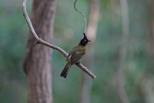 The yellow-headed bulbul lives naturally in the forest.