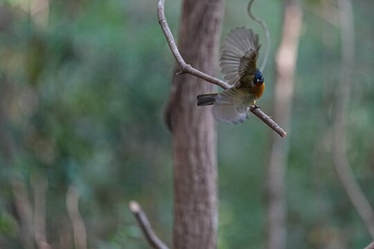 The yellow-headed bulbul lives naturally in the forest.