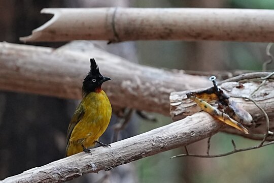 The yellow-headed bulbul lives naturally in the forest.