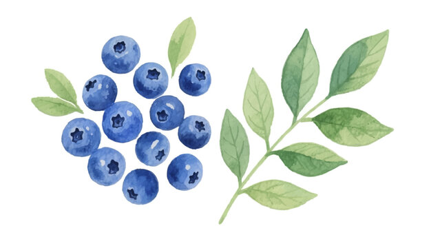Watercolor pattern of blueberries and green leaves