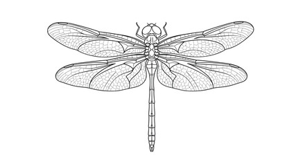 Dragonfly line art illustration detailed insect anatomy study