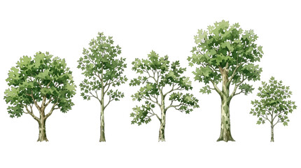 Obraz premium Collection of diverse mature and young trees illustrating different growth stages and foliage density in a natural setting