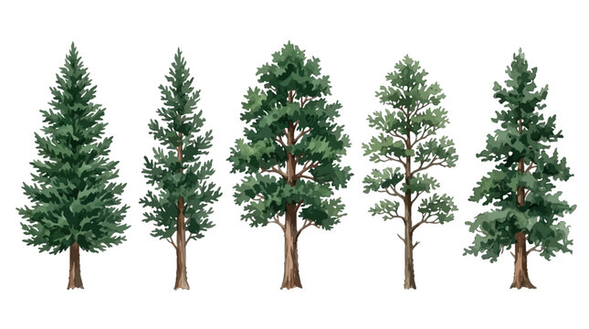 Collection of diverse pine trees showcasing varied heights and lush green foliage with detailed bark textures and coniferous
