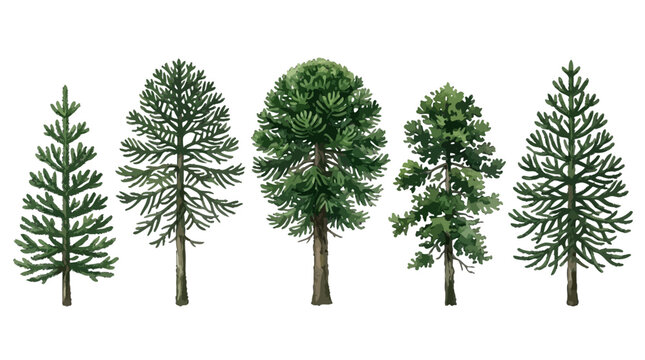 Series of five detailed digital illustrations showing diverse pine and coniferous trees in various shapes and sizes on a plain