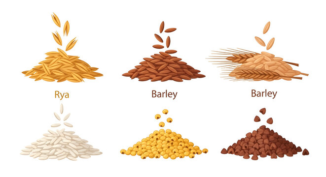 Variety of grains displayed in piles with their names labeled underneath