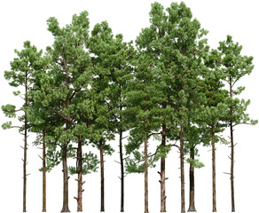 Coniferous forest on a transparent background © jomphon