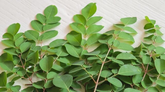 Vibrant green moringa leaves on black background plant branch,