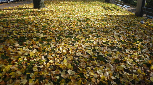 Autumn fallen leaves