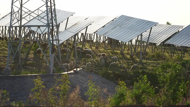 Sheep grazing under solar photovoltaic panels in an ecological agriculture setting