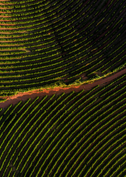 Fazenda de planta&ccedil;&atilde;o de caf&eacute;, Minas Gerais, Brasil - Imagem a&eacute;rea de drone no p&ocirc;r do sol