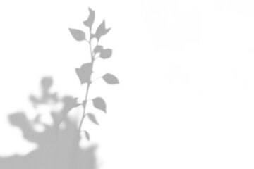 Fototapeta premium branch of a tree with leaves shadow,shadow overlay effect of natural tree leaves shadow and window shadow over on white wall,abstract summer sunlight shadow on transparent background,branch shadow