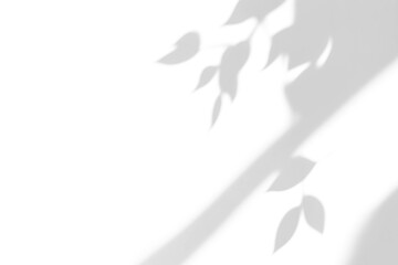 Obraz premium branch of a tree with leaves shadow,shadow overlay effect of natural tree leaves shadow and window shadow over on white wall,abstract summer sunlight shadow on transparent background,branch shadow