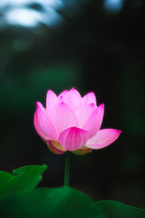 Obraz premium lotus flower in the pond