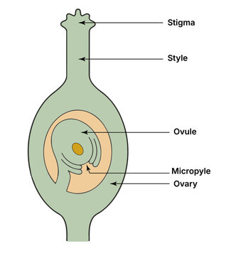 Educational diagram showing the parts of the female reproductive organ of a flowering plant (angiosperm), including the stigma, style, ovary, ovule, and micropyle.