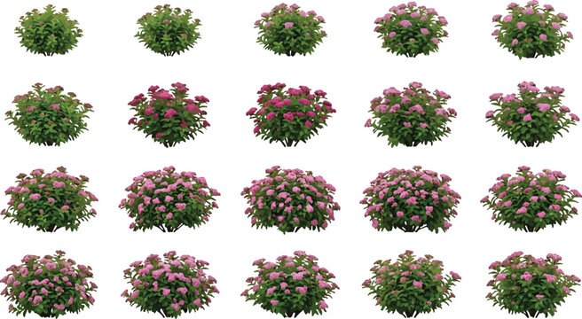 Set of blooming pink hydrangea bushes isolated on white background for landscape design and garden architecture projects