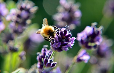 Bienen © fra