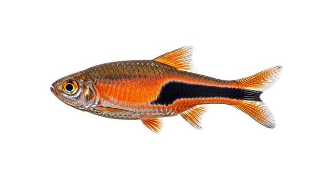 A vibrant harlequin rasbora fish showcasing bright orange and black markings swimming through the water while displaying natural aquatic beauty for tropical freshwater aquarium enthusiasts to